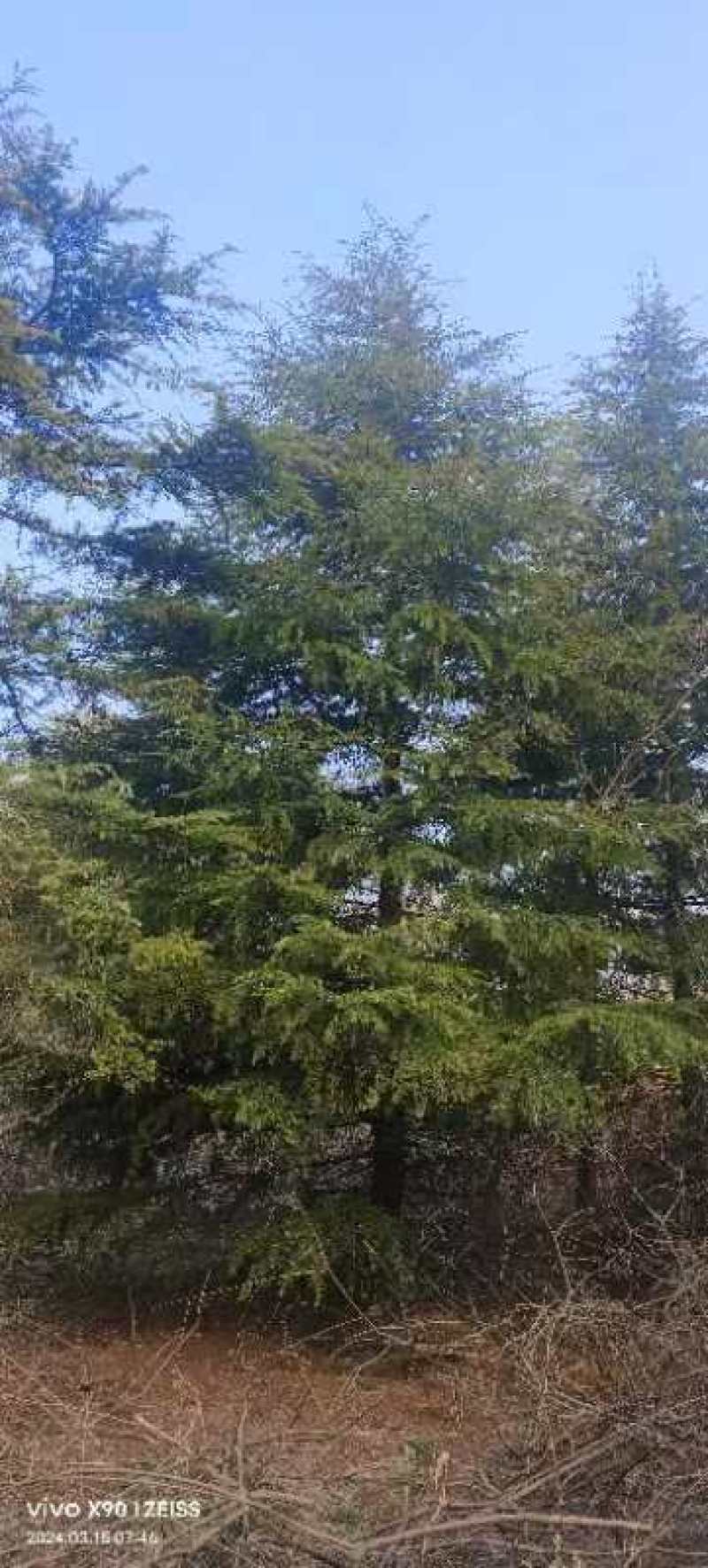 出售雪松2米高----13米高度，规格齐全，