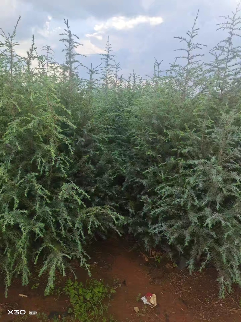 出售雪松2米高----13米高度，规格齐全，