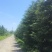 出售雪松2米高----13米高度，规格齐全，
