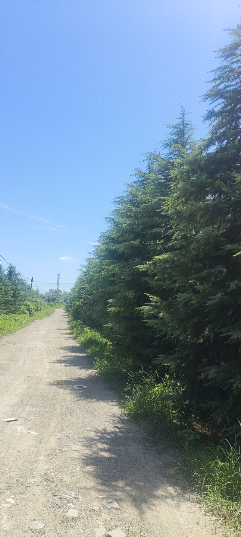 出售雪松2米高----13米高度，规格齐全，