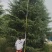 出售雪松2米高----13米高度，规格齐全，