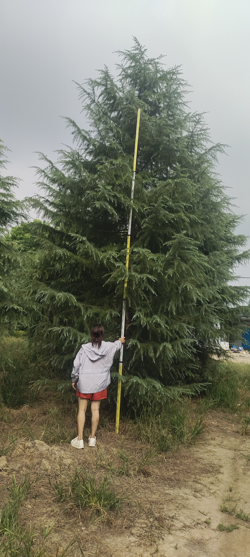 出售雪松2米高----13米高度，规格齐全，