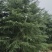 出售雪松2米高----13米高度，规格齐全，