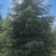 出售雪松2米高----13米高度，规格齐全，