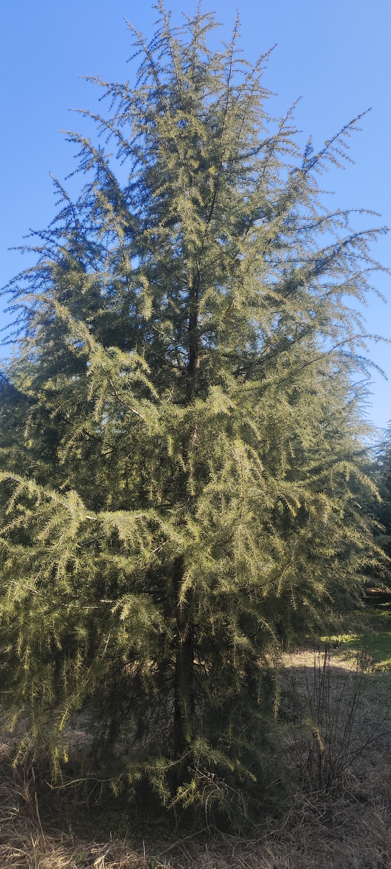 出售雪松2米高----13米高度，规格齐全，