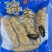 黄玉参