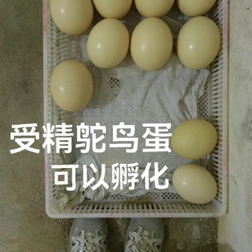 鸵鸟蛋
