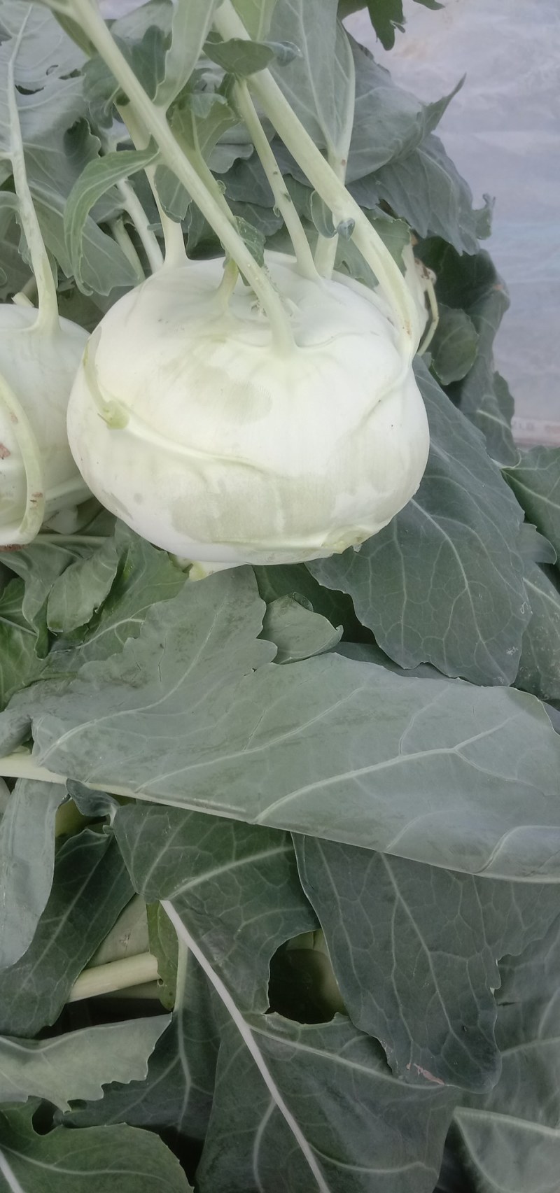 苤蓝