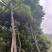 茶叶