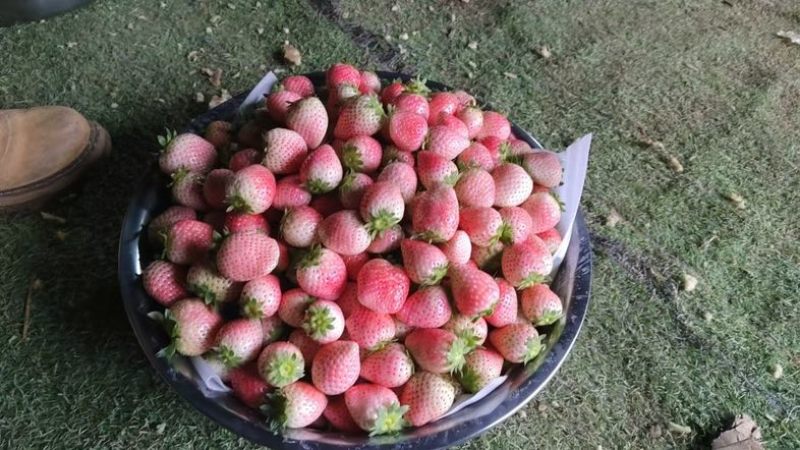 红颜草莓，白草莓，粉草莓