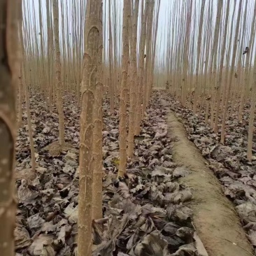 大量出售速生杨！
