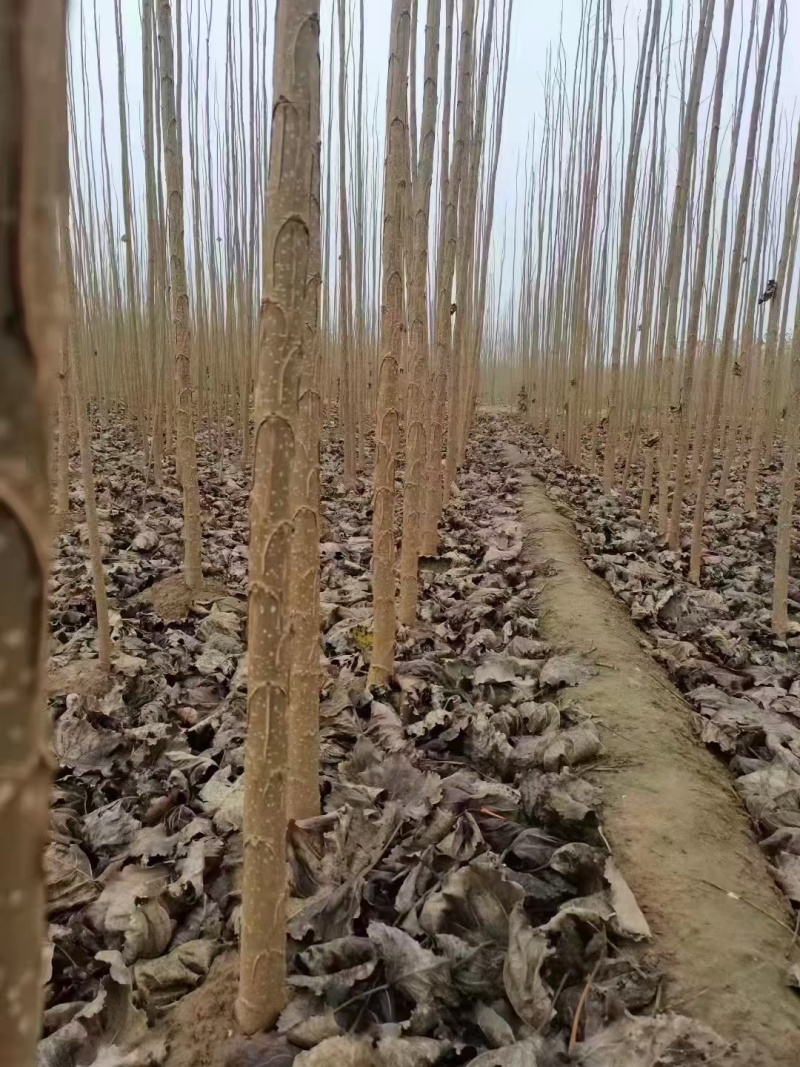 大量出售速生杨！
