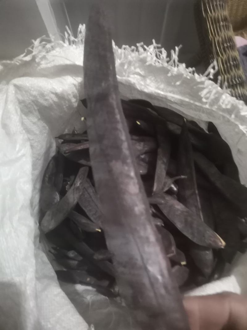 皂角