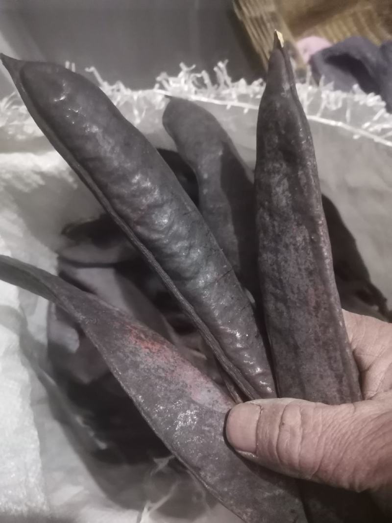 皂角