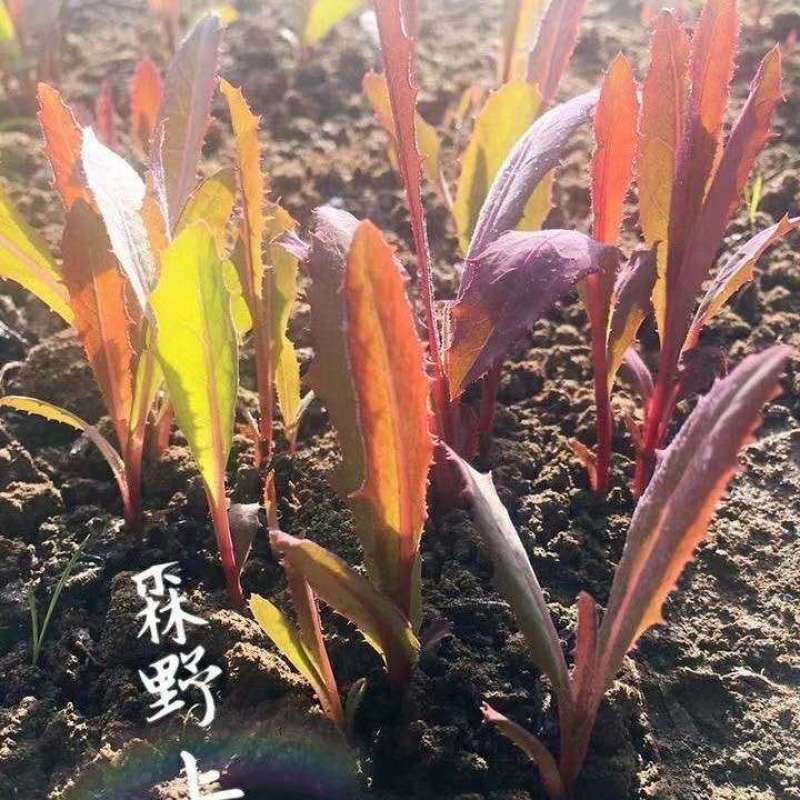东北曲麻菜特一级专业一件代，社区团购。直播电商！