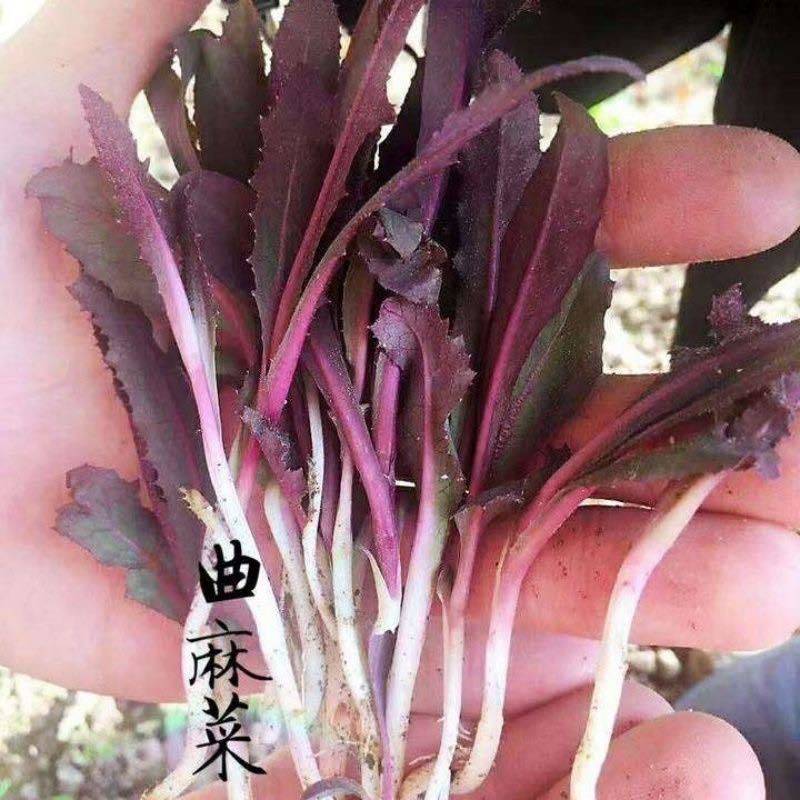 东北曲麻菜特一级专业一件代，社区团购。直播电商！