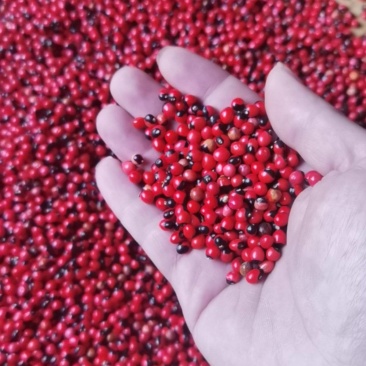 红豆相思子