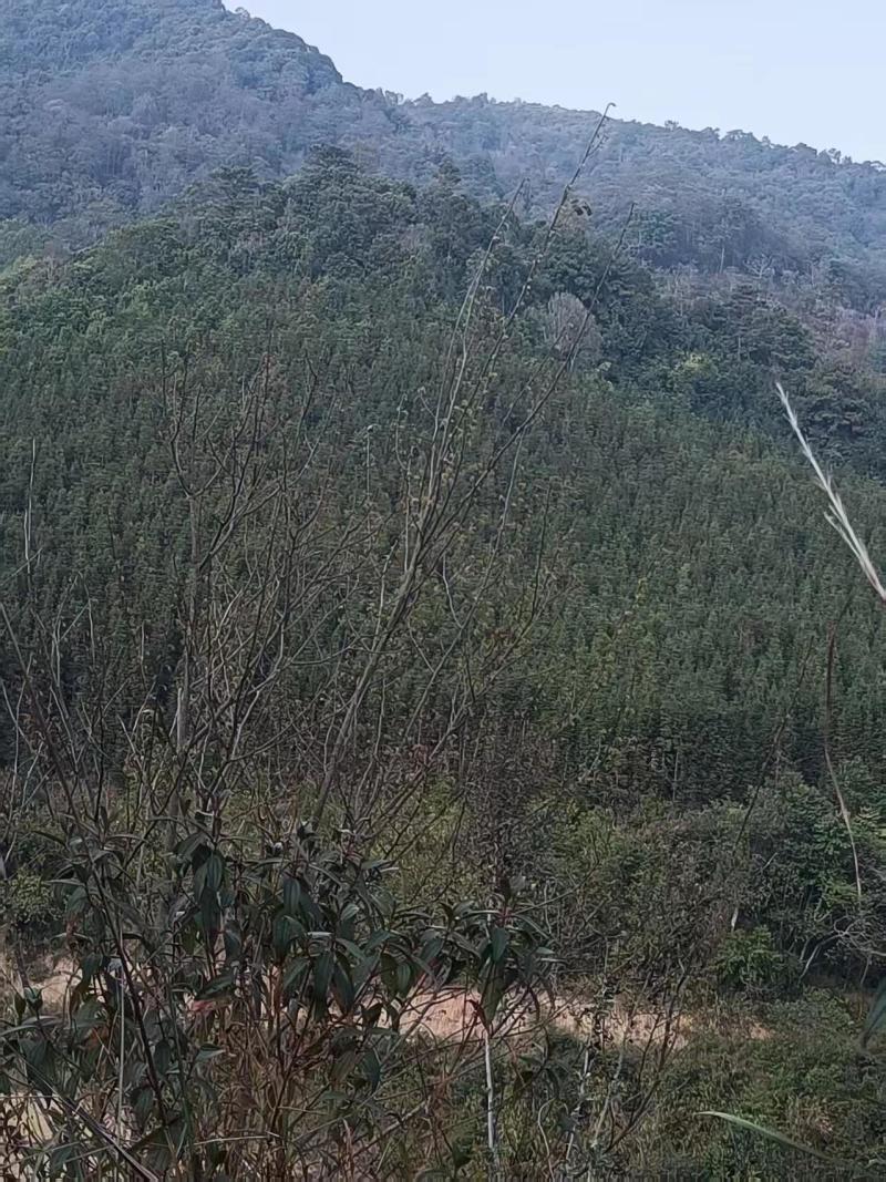 云南沙树十公分以上手续全齐随时看货