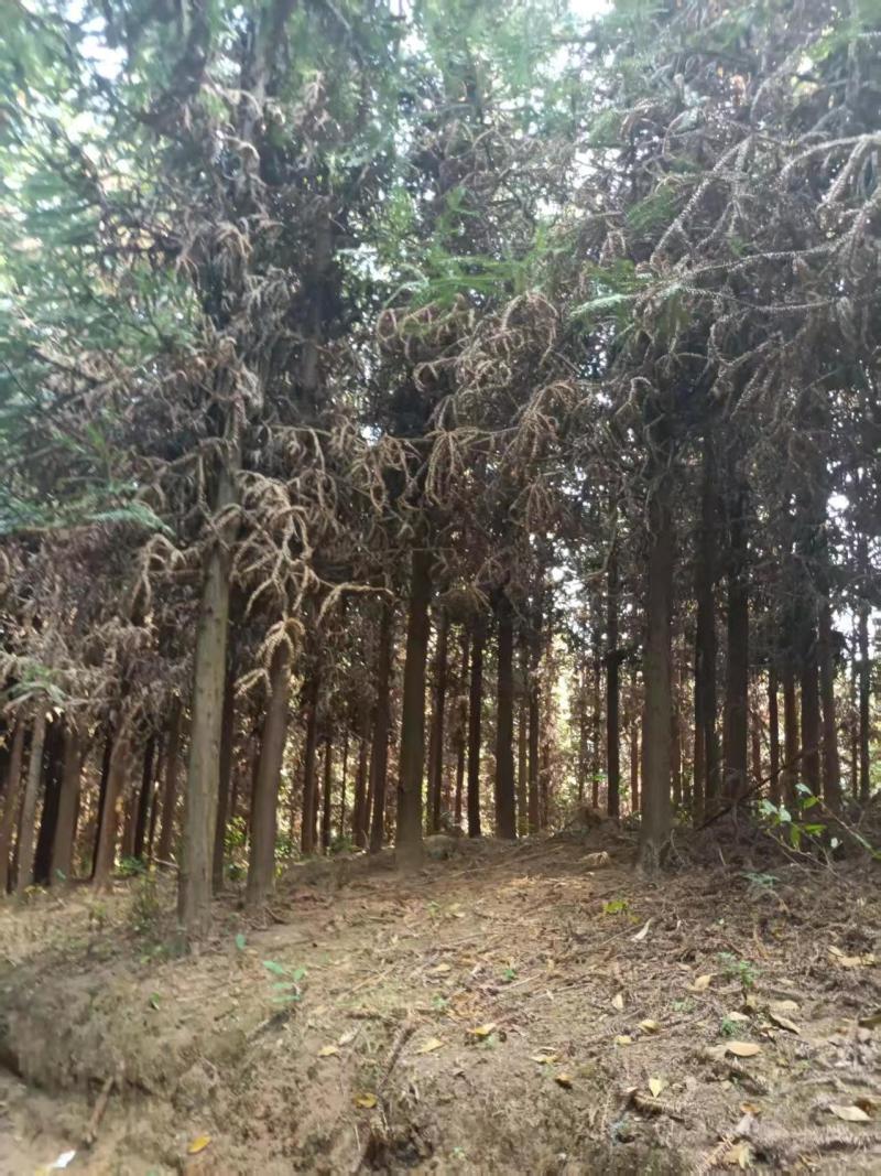 云南沙树十公分以上手续全齐随时看货