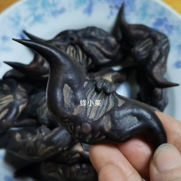 菱角种子
