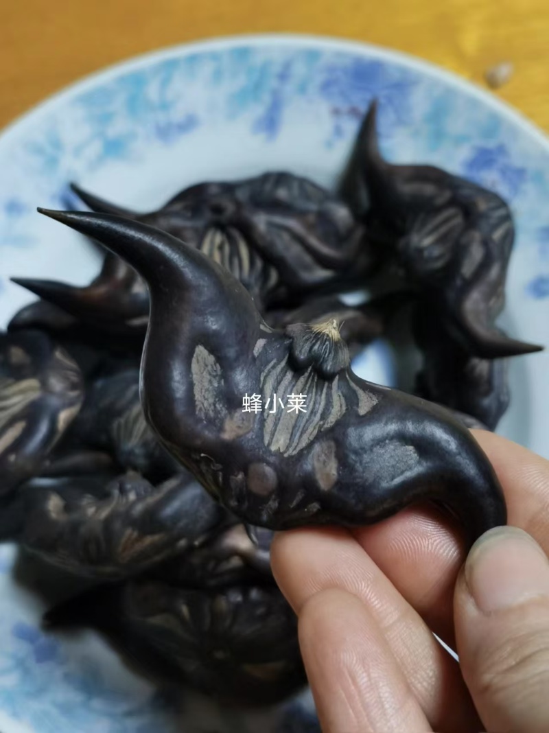 菱角种子