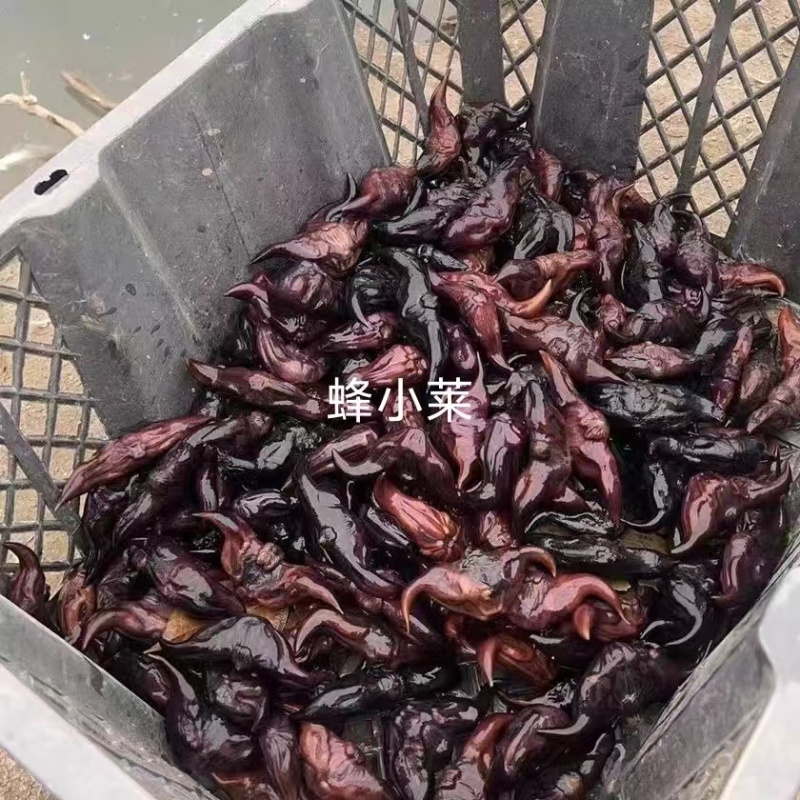 菱角种子