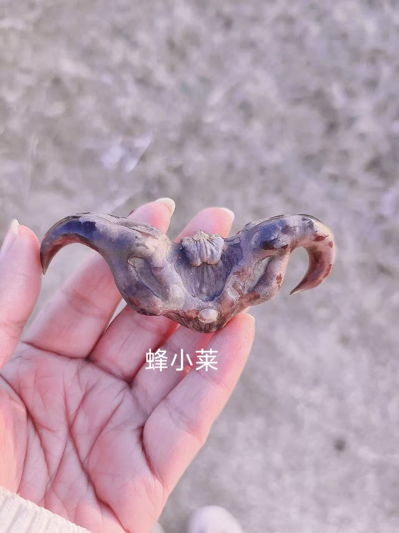 菱角种子