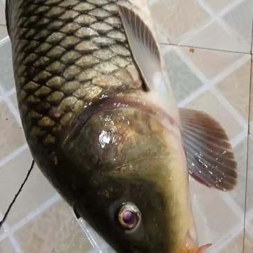 鱼