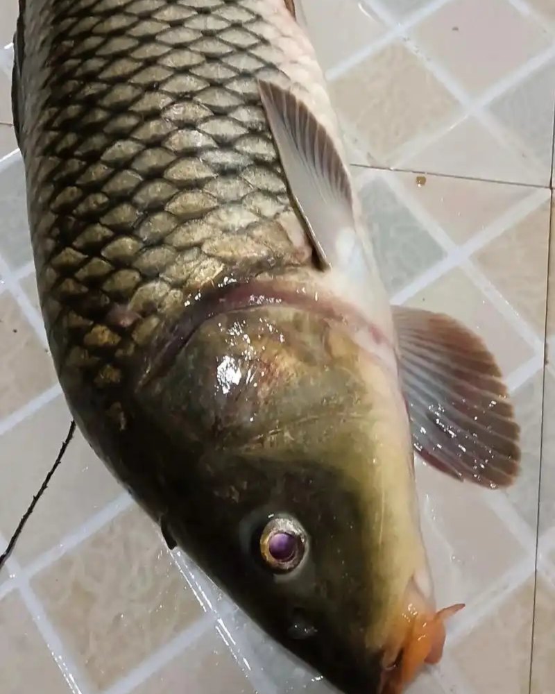 鱼