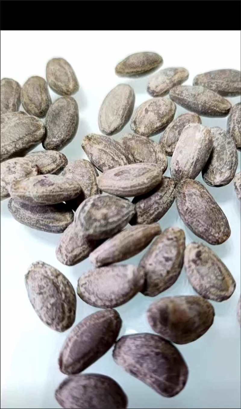 吊瓜子源头全国发货支持代发