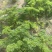 法香菜