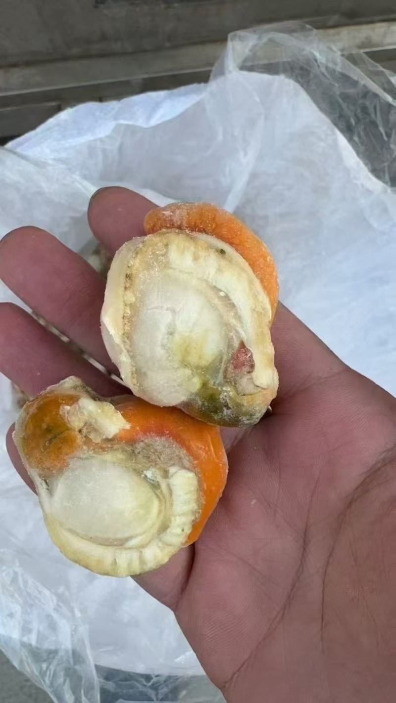 扇贝肉干冰、包冰各种规格都有