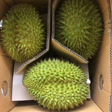 榴莲批发一件代发