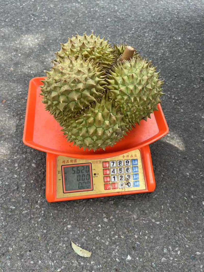 榴莲批发一件代发