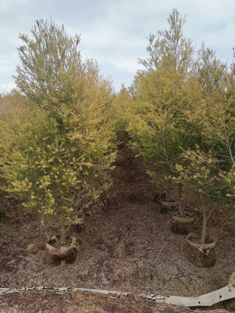 黄金香柳基地直销大量供应，联系我请说在一亩田
