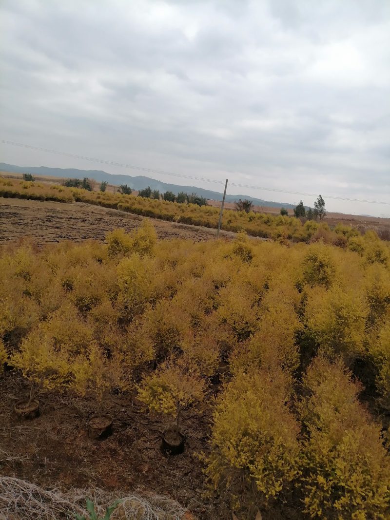 黄金香柳基地直销大量供应，联系我请说在一亩田