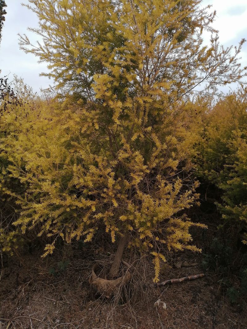 黄金香柳基地直销大量供应，联系我请说在一亩田