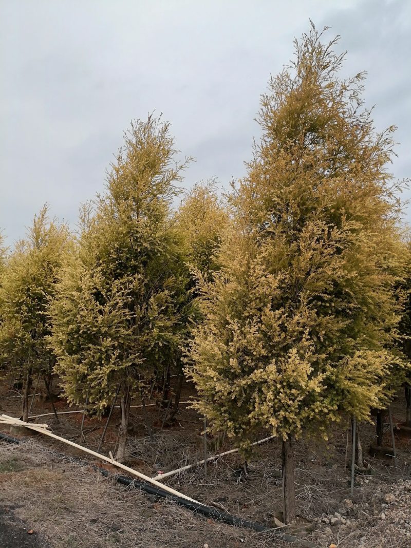 黄金香柳基地直销大量供应，联系我请说在一亩田