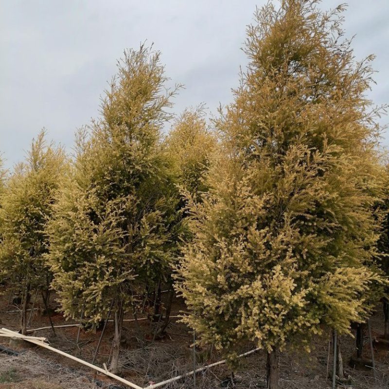黄金香柳基地直销大量供应，联系我请说在一亩田