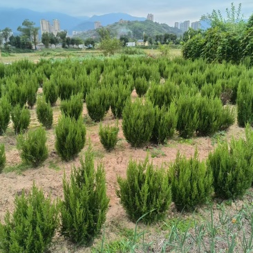 系鱼川真柏盆景素材