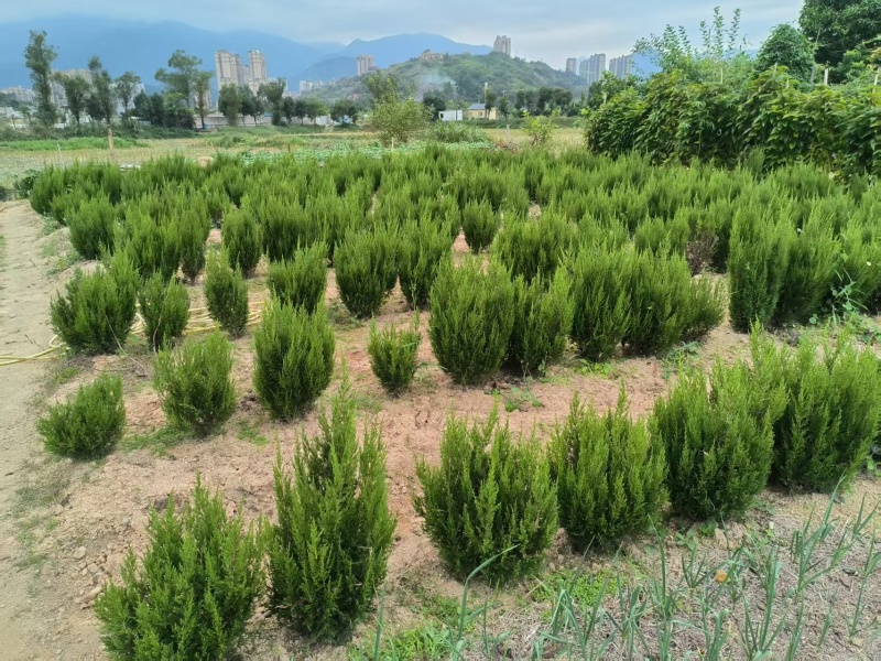 系鱼川真柏盆景素材