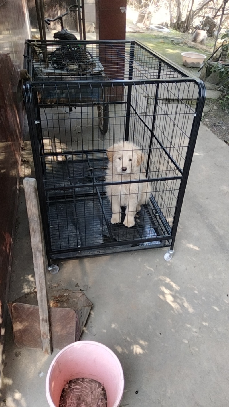金毛一只