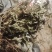夏枯球半枝莲车前草仙鹤草石见穿鹅不食草白花