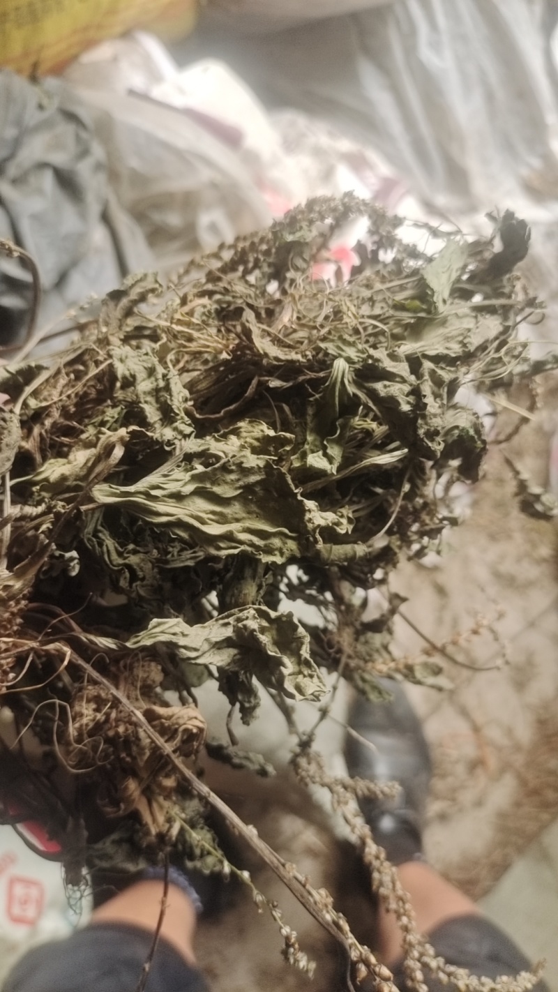 夏枯球半枝莲车前草仙鹤草石见穿鹅不食草白花