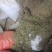 夏枯球半枝莲车前草仙鹤草石见穿鹅不食草白花