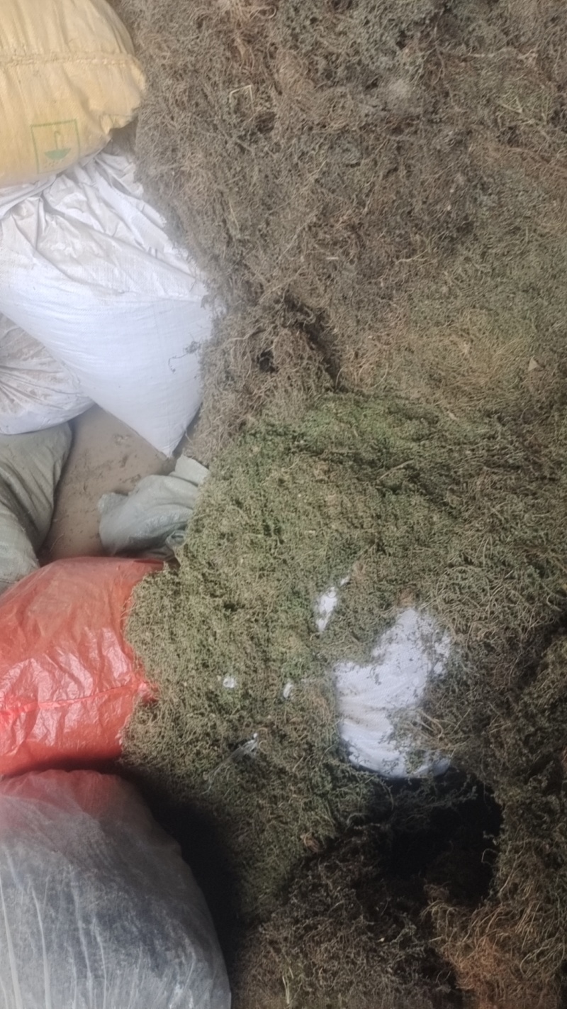 夏枯球半枝莲车前草仙鹤草石见穿鹅不食草白花