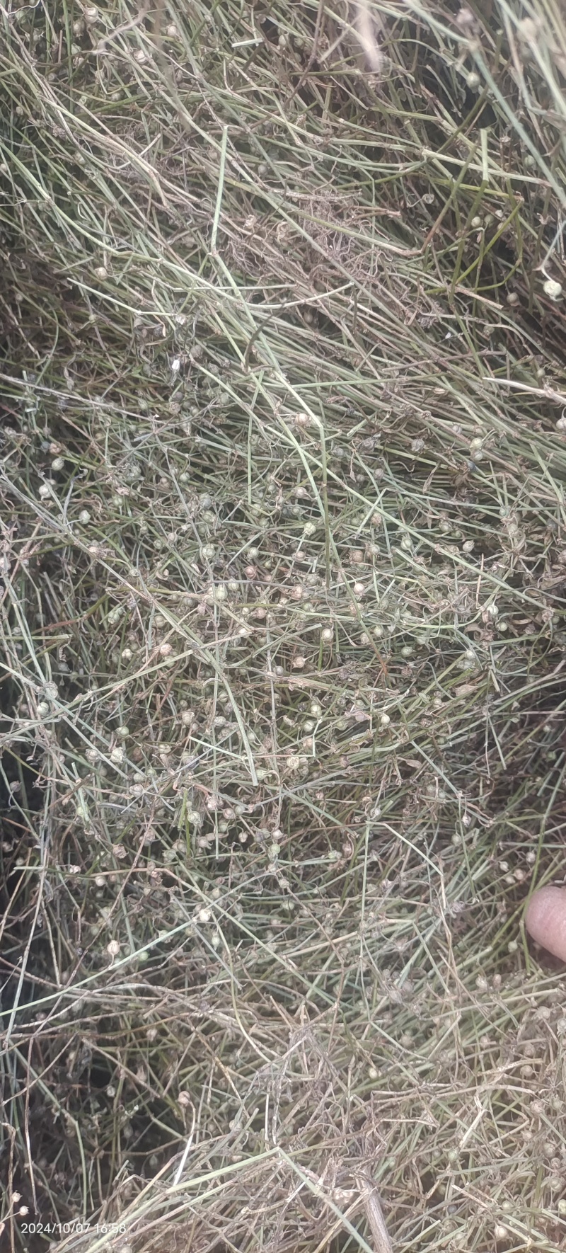 夏枯球半枝莲车前草仙鹤草石见穿鹅不食草白花