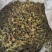 夏枯球半枝莲车前草仙鹤草石见穿鹅不食草白花