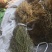 夏枯球半枝莲车前草仙鹤草石见穿鹅不食草白花