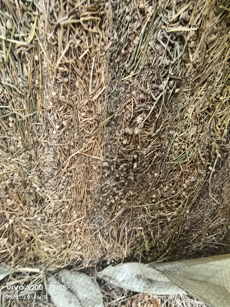 夏枯球半枝莲车前草仙鹤草石见穿鹅不食草白花